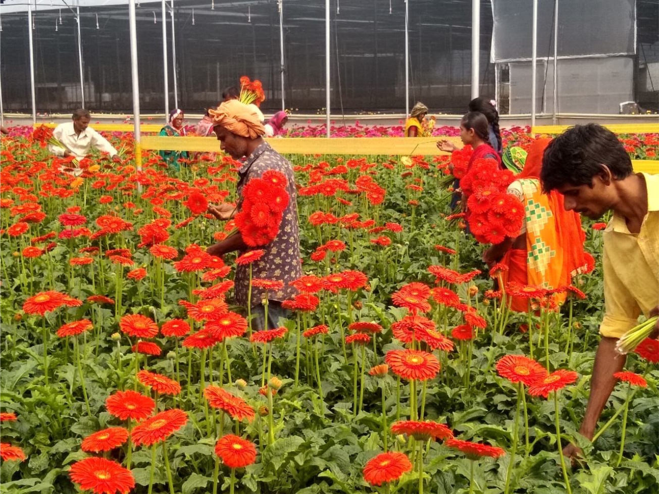 Blooming Business Safexpress India's leading supply chain and